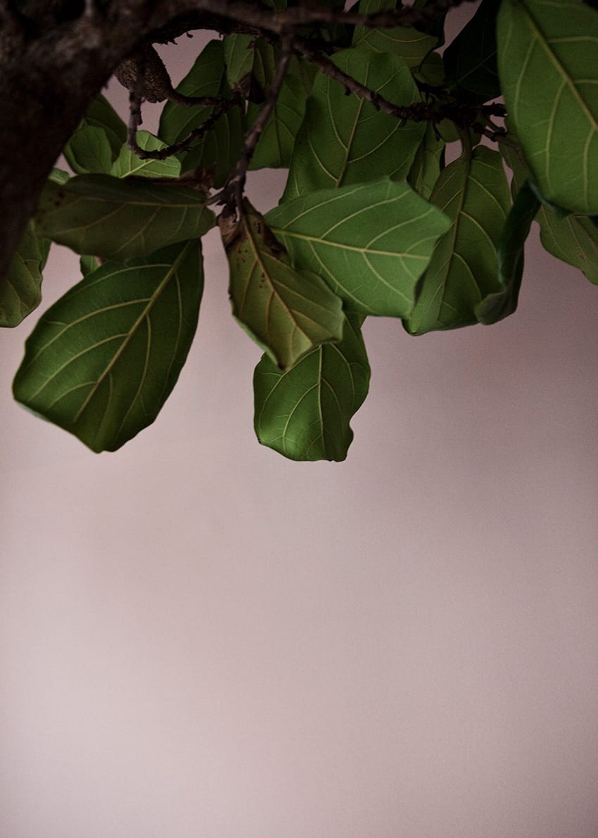 Print Poster | Green Leaves - 50x70cm